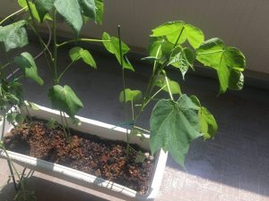 プランターの茶綿