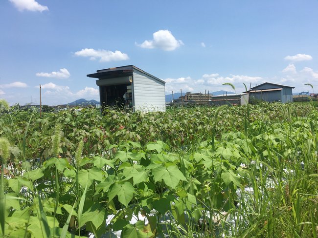 手前が緑綿・奥が茶綿の畝