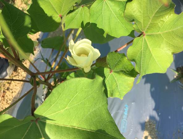 茶綿の花